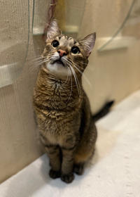 Самир Одоевский