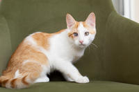 Генри Форд - ласковый целовательный котенок