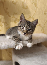 Нежный Феликс - нежное ласковое дитя