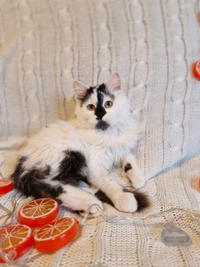 Джастин Дачный