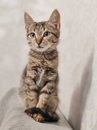 Брюс Дружный