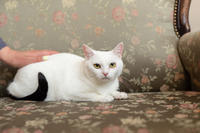 Эззи Вах - Кошка, белая