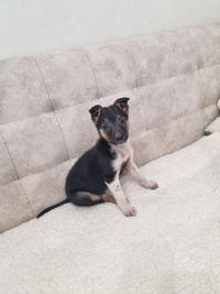 Гарик - Крошка щенок