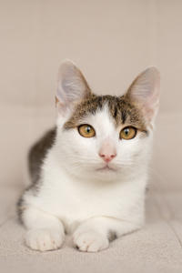 Арбузик полосатый - любовь в полоску!