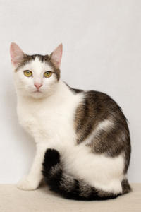 Малышка Вах - кошка