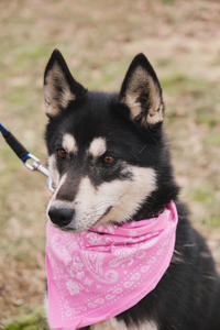 Кай Дружный