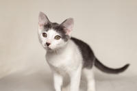 Кронос Вах - милый озорник