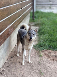 Эмма Дружная - ещё одна ненужная собака
