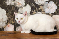 Эззи Вах - Кошка, белая