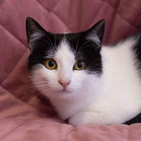     Кисточка Мельникайте