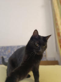 Бони Вах - Кошка, черная