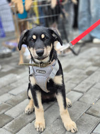 Луна Малышка