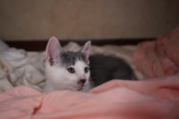 Кронос Вах - милый озорник