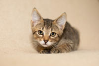 Томми Якубова [iva040584 - решение правления от 21 03 2024] - Славный пупс