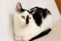 Мура Вах - кошка