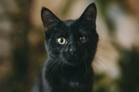 Дизель Вин - любитель целоваться!