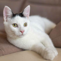     Синичка Компанейская