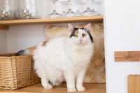 Чара Вах - Кошка, белая