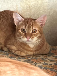 Оливер Бельский