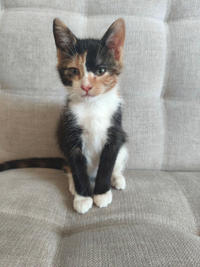 Сладкая Ириска - нежное ласковое дитя