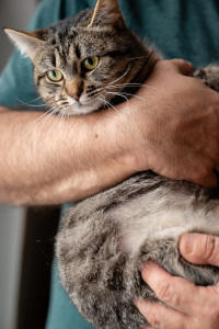 Мурчёна Глинки