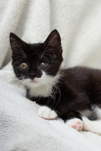 Барби Шугаевская