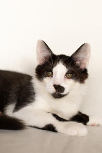 Карат Вах - мохнатый красавчик