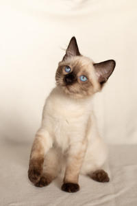 Кирио - Милая сиамочка