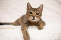 Томми Якубова [iva040584 - решение правления от 21 03 2024] - Славный пупс