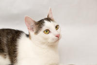 Малышка Вах - кошка