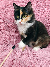 Мусся - кошка для человека