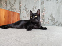 Морис Дружный