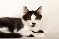 Карат Вах - мохнатый красавчик