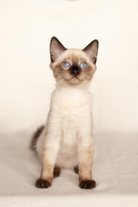 Кирио - Милая сиамочка