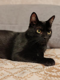 Морис Дружный