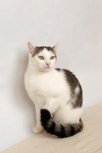 Малышка Вах - кошка