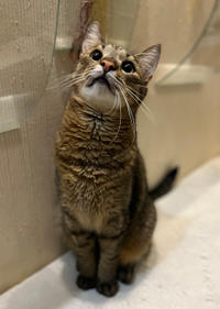 Самир Одоевский