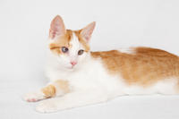 Генри Форд - ласковый целовательный котенок