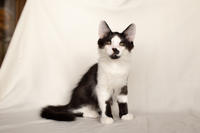 Карат Вах - мохнатый красавчик