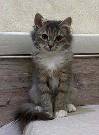 Грейсон - просто красавчик