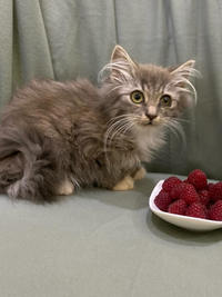 Грейсон - просто красавчик