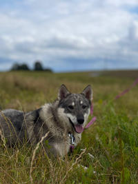 Эмма Дружная - ещё одна ненужная собака