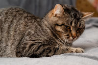 Мурчёна Глинки