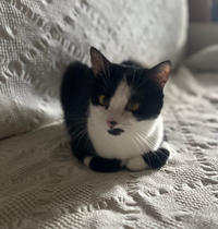 Вениамин Одоевский