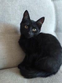 Саймон Цнянский - Котенок, 3.5 месяцев, самец, чёрный.