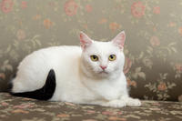 Эззи Вах - Кошка, белая