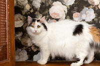 Чара Вах - Кошка, белая