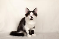 Карат Вах - мохнатый красавчик