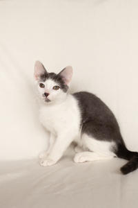 Кронос Вах - милый озорник