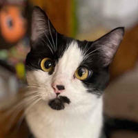     Вениамин Одоевский